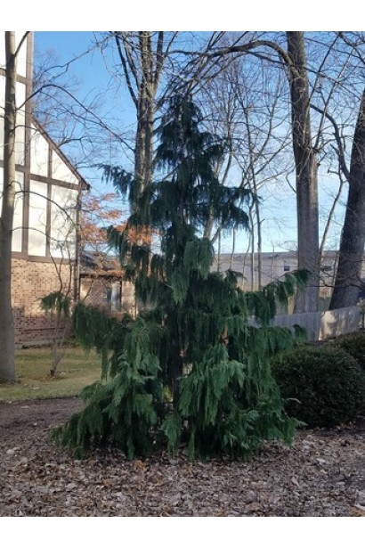 Кипарисовик нутканский Джубили